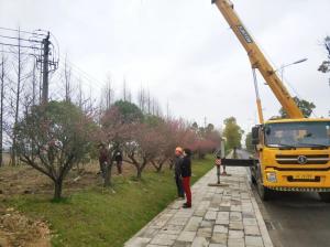  外環(huán)線道路景觀工程二、三標(biāo)段進(jìn)行補(bǔ)植復(fù)綠工作